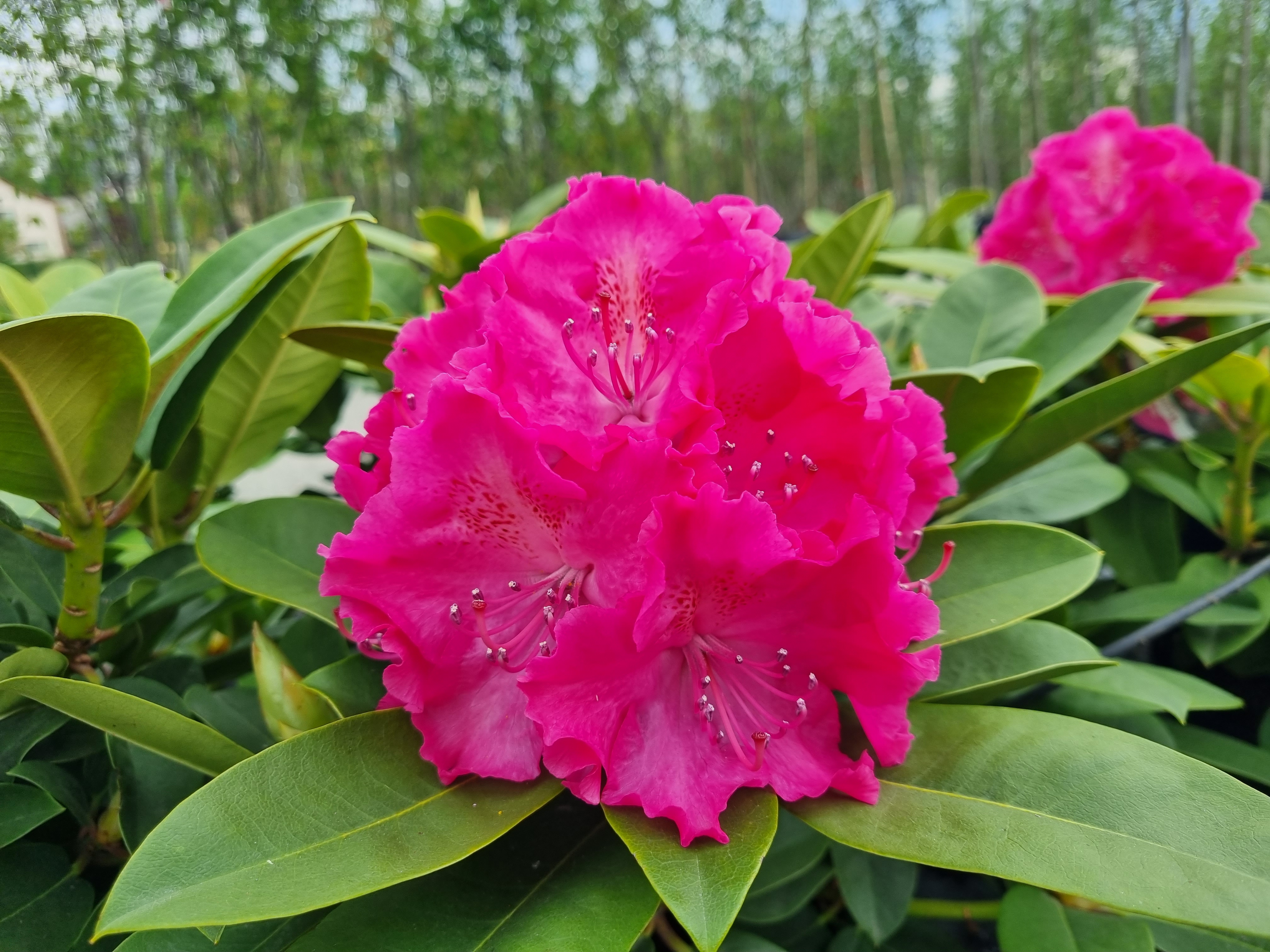 Rhododendron ´GERMANIA´