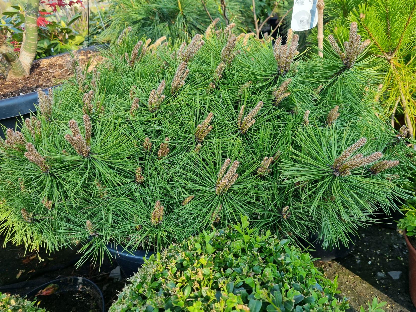 Pinus densiflora ´Jane Kluis´