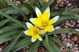 Tulipa tarda - cibule 1 ks