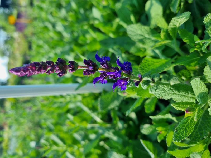 Šalvěj hajní ´Sensation ® Compact Violet´