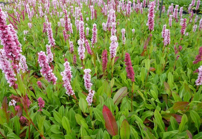 Rdesno 'Darjeeling Red'
