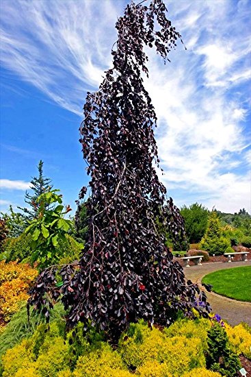 Buk lesní ´Purple Fountain´