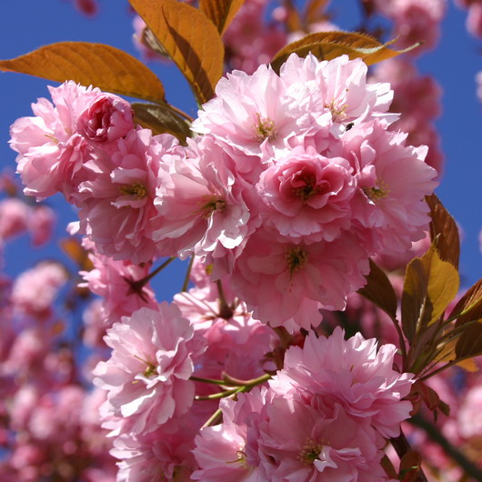 Okrasná třešeň, sakura ´Kanzan´