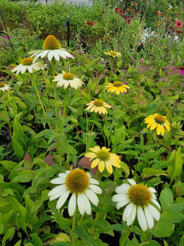Třapatka ´Lakota Yellow´