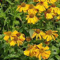 Záplevák  'Helena Gold'
