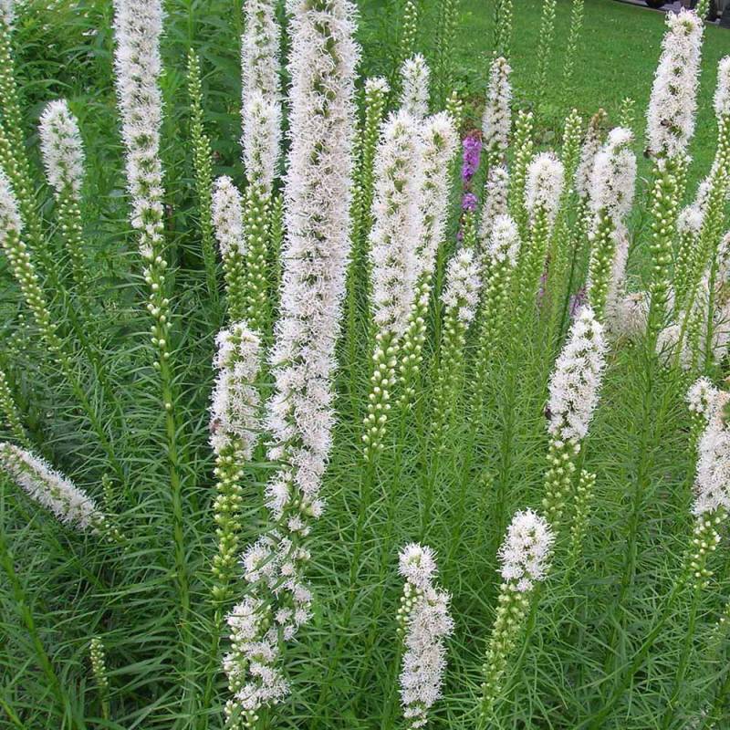 Šuškarda ´Floristan White´