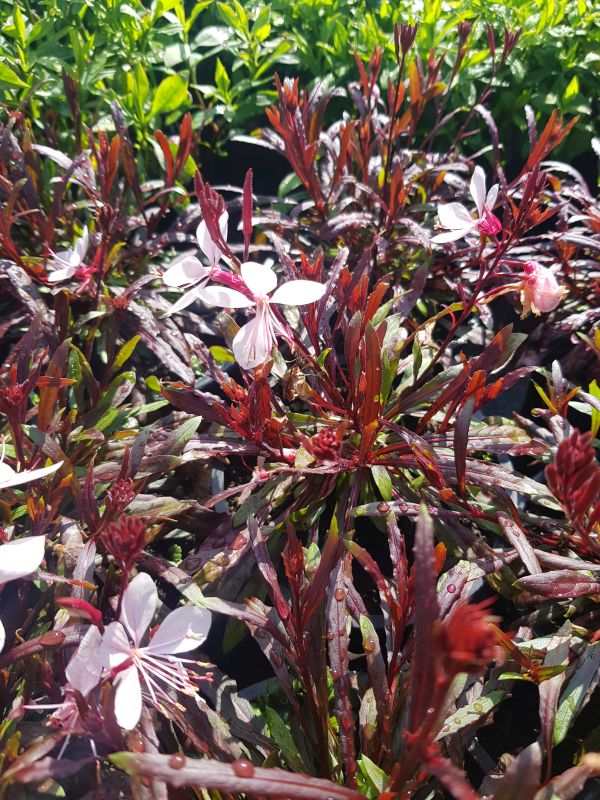 Svíčkovec, gaura  lindheimerova ´Gaudi Pink´