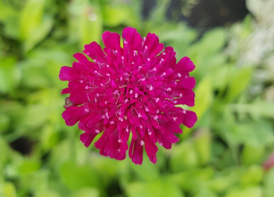 Knautia, Chrastavec 'Red Knight'
