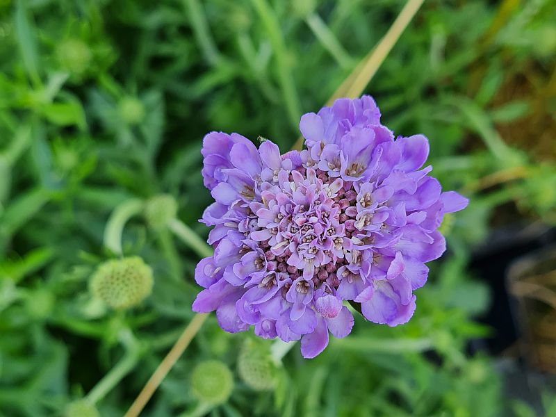 Hlaváč ´Mariposa Blue´