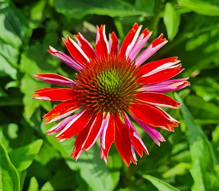 Třapatka ´Lakota Red´