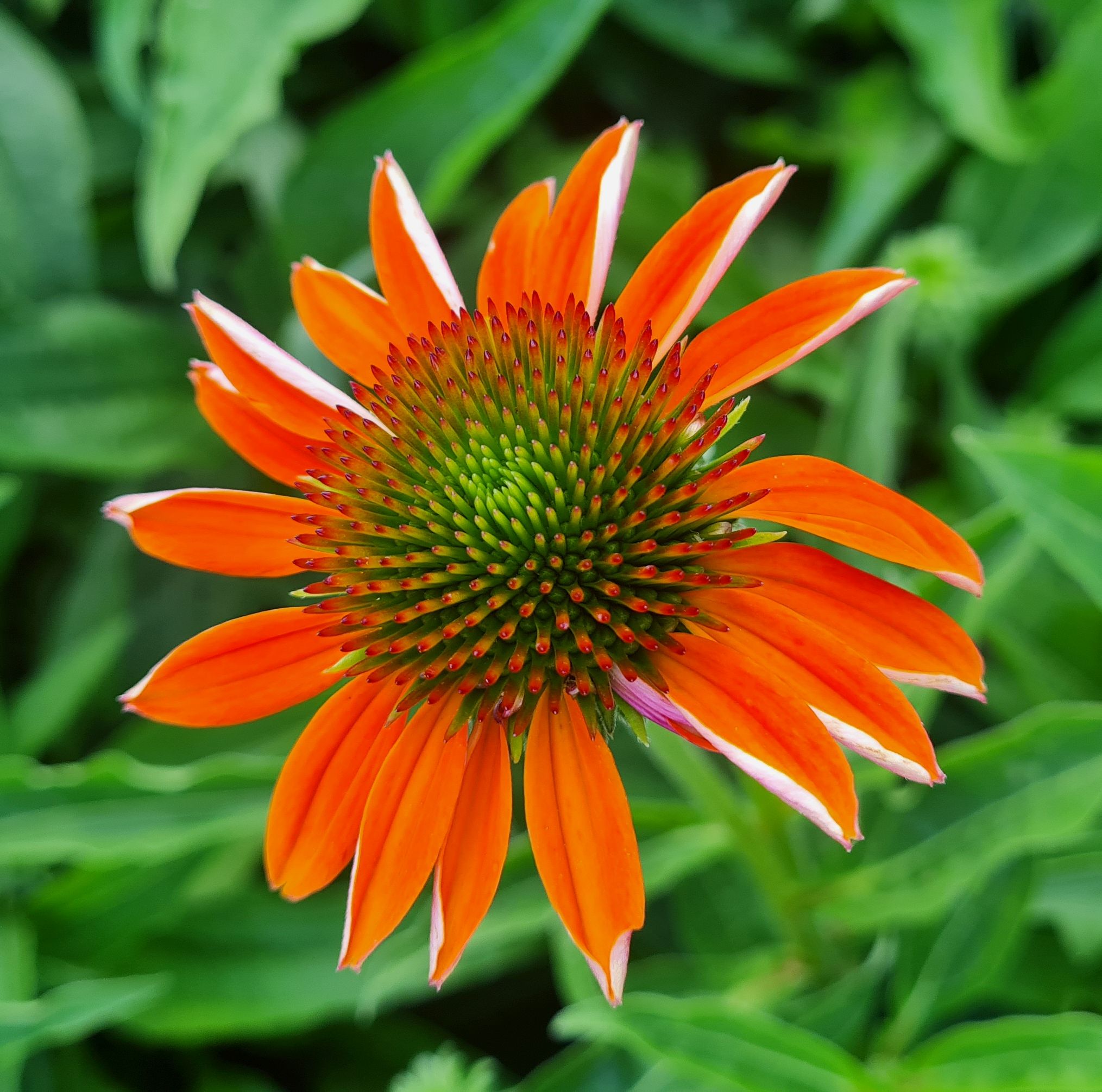 Třapatka ´Lakota Orange´