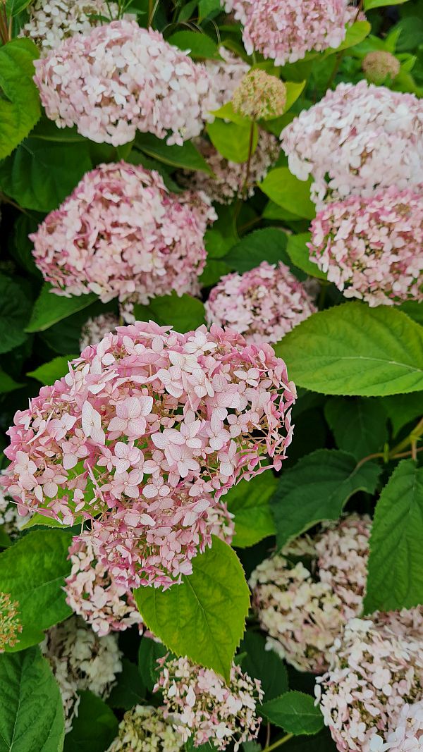 Hortenzie stromečková ´Candybelle Marshmallow´