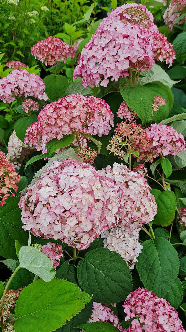 Hortenzie stromečková ´Candybelle Bublegum´