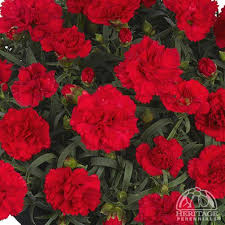 Hvozdík zahradní 'Bright Red"