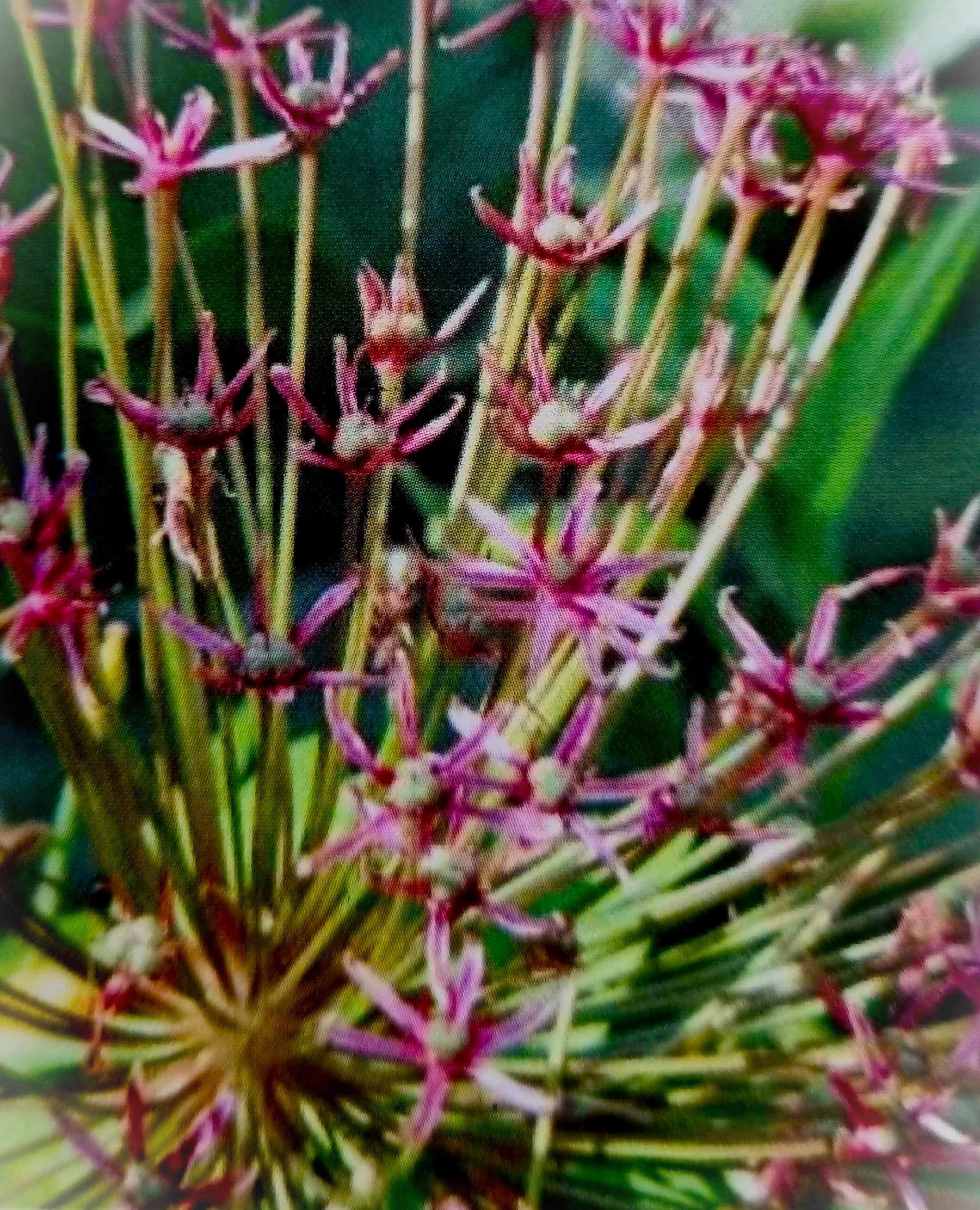 Okrasný česnek ´SPIDER´ - cibule 1ks