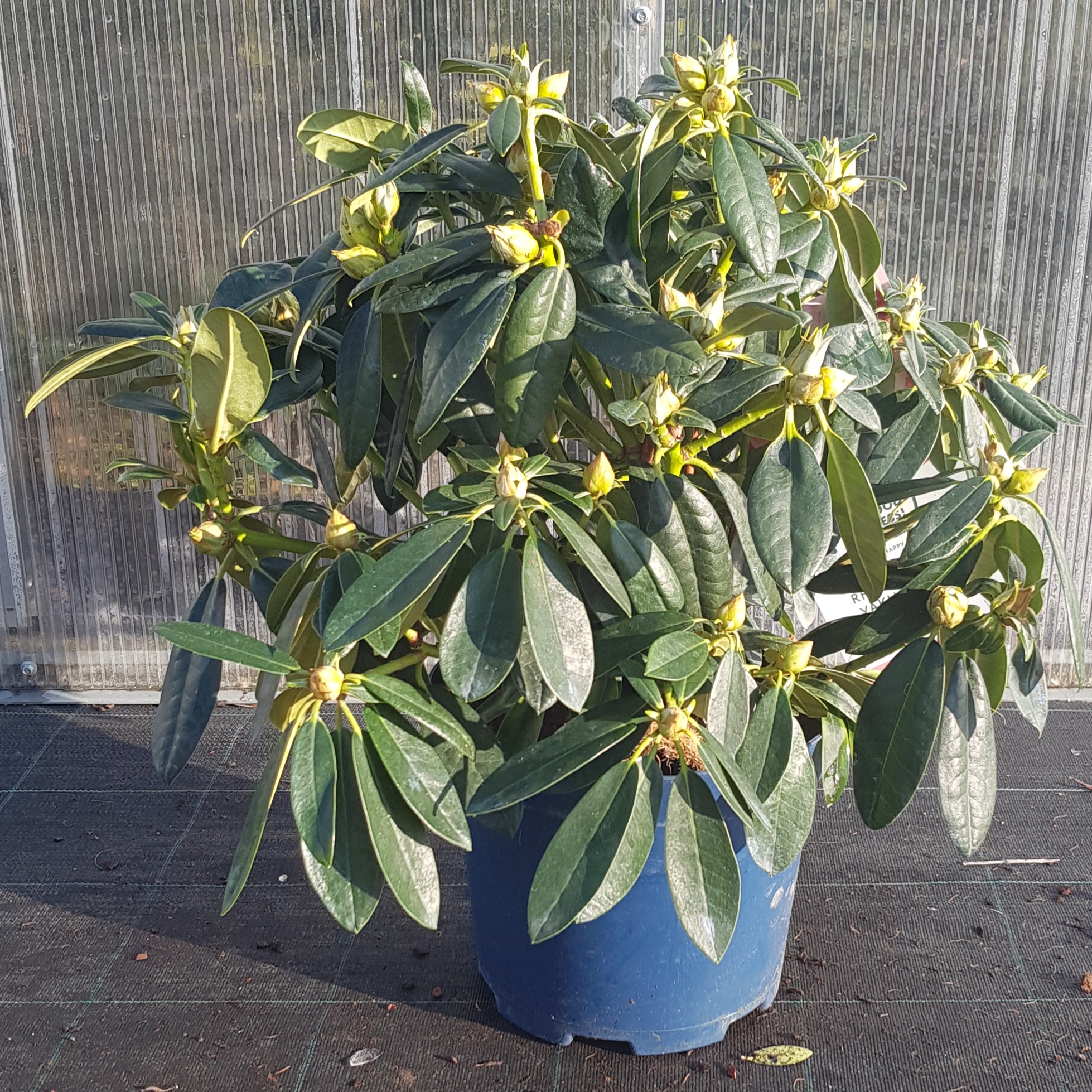 Rododendron 'NOVA ZEMBLA'