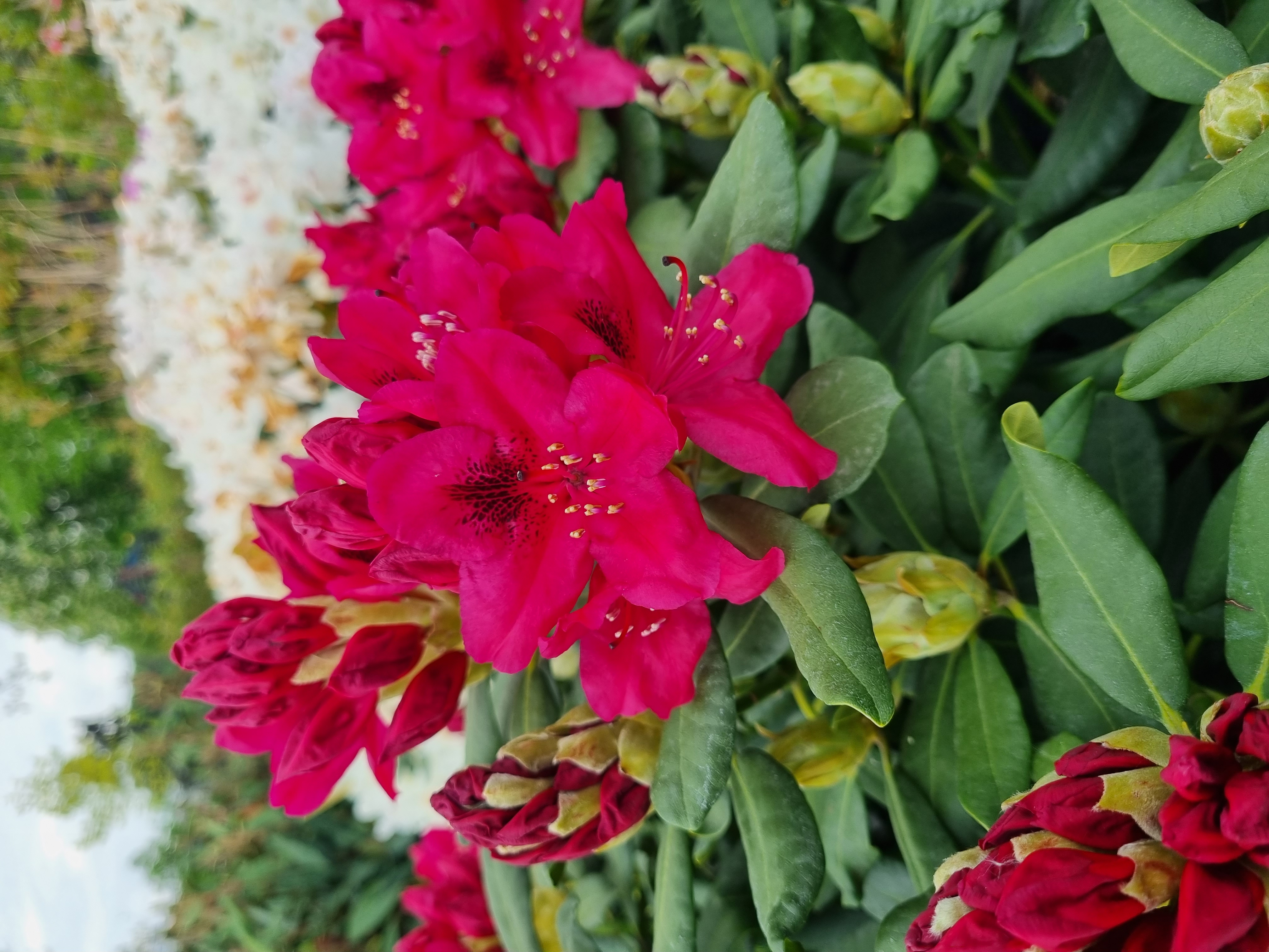 Rododendron 'NOVA ZEMBLA'