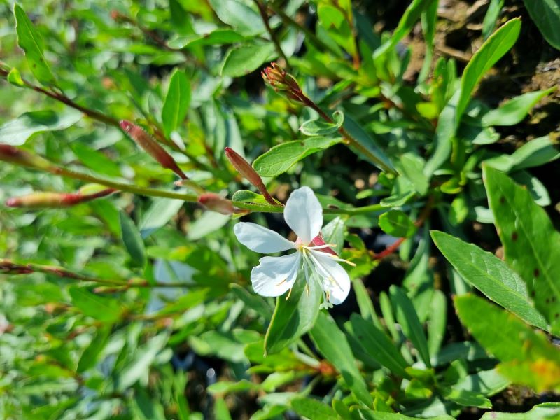Svíčkovec, gaura lindheimerova "Gaudi medium White"