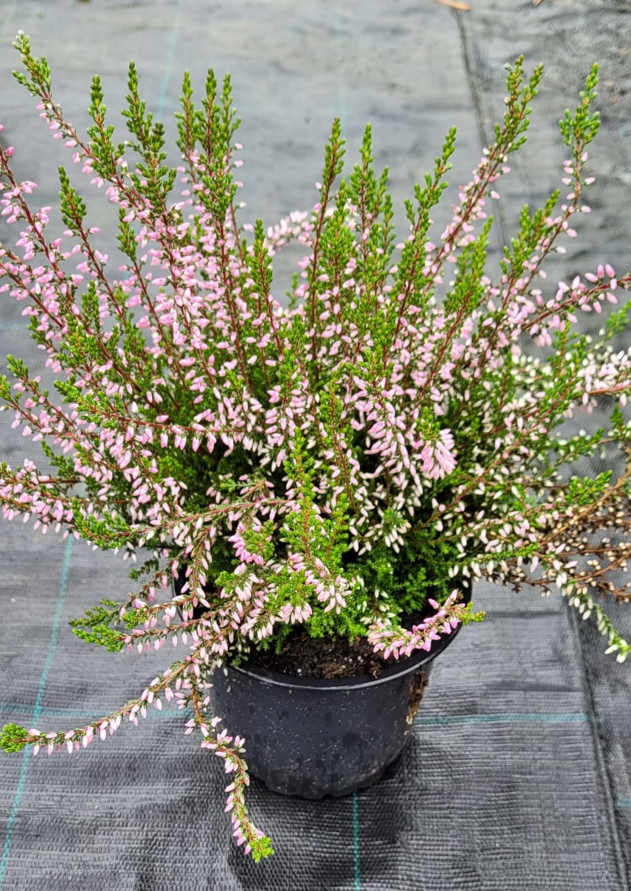 Vřes obecný 'Pink Bettina'