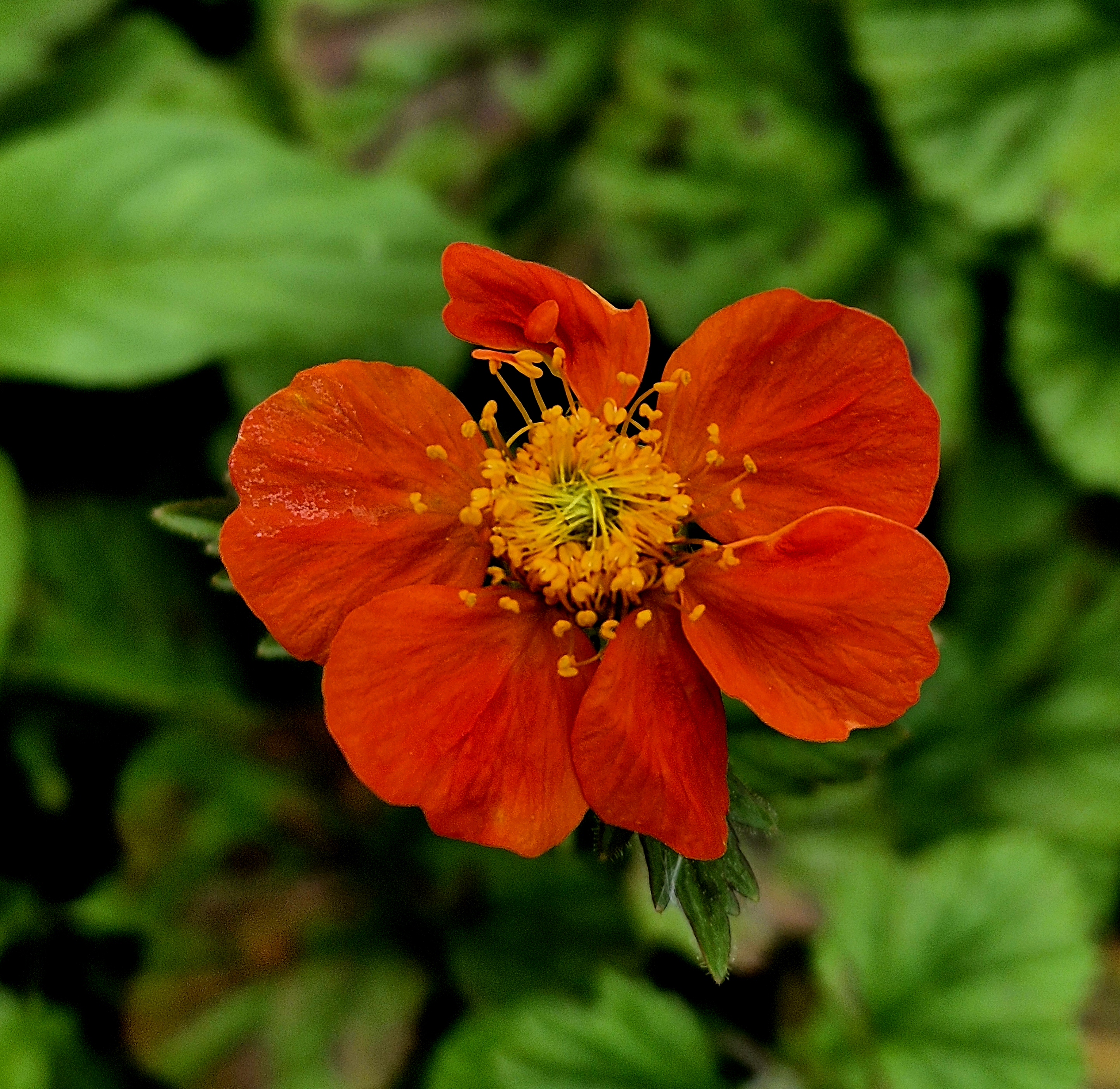 Kuklík šarlátový ´Tosai Orange´