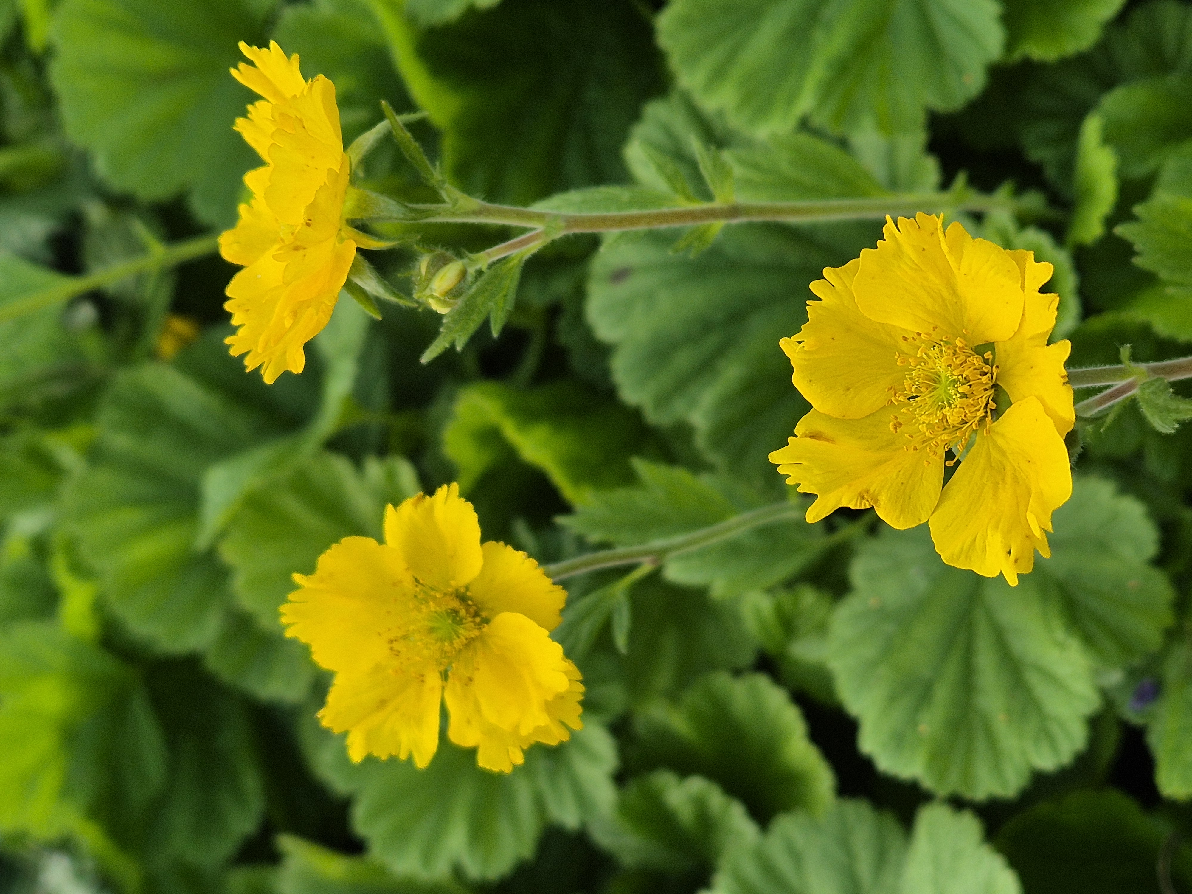 Kuklík šarlátový ´Tosai Yellow´