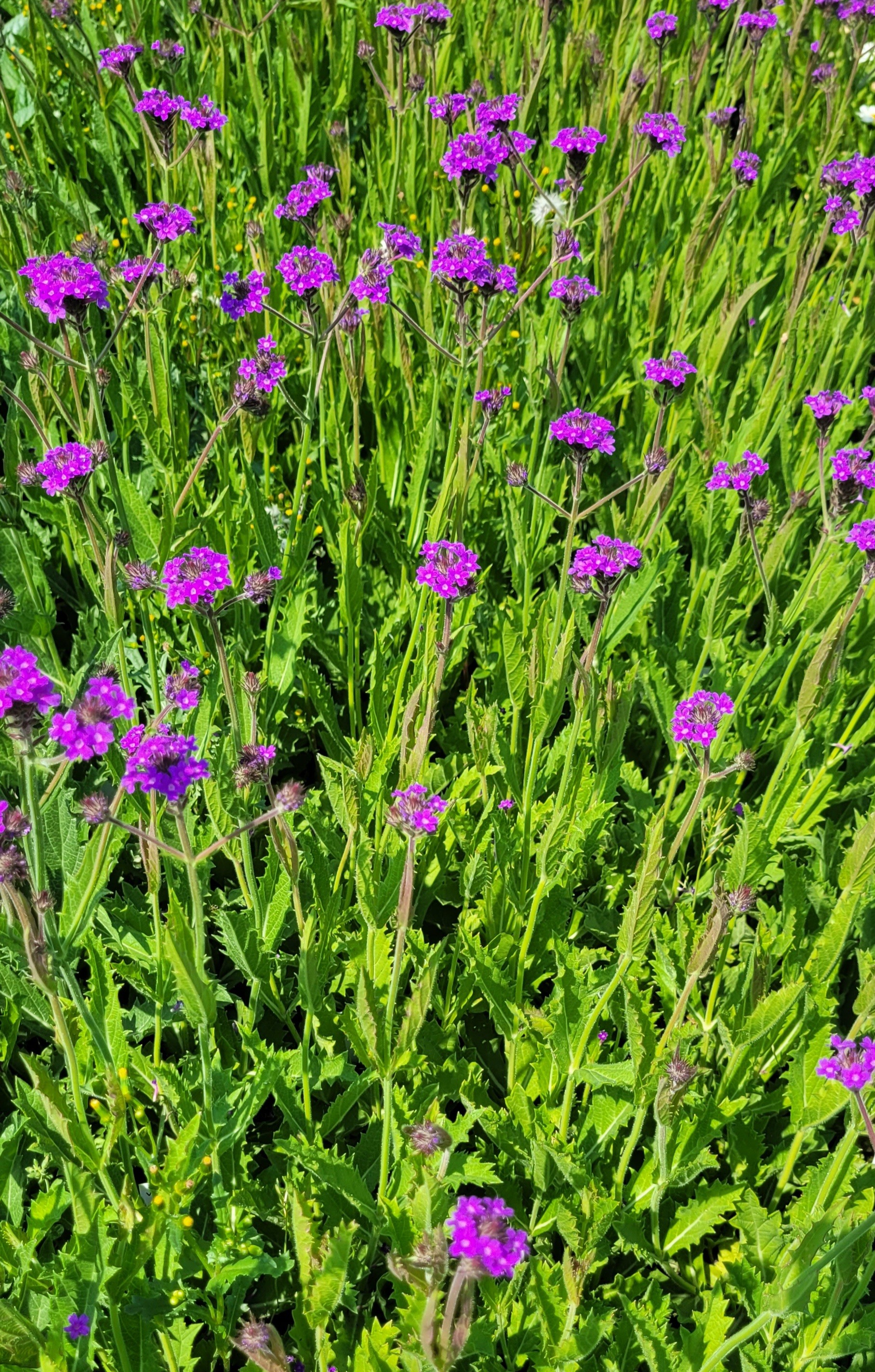 Sporýš tuhý ´Venosa Lilac´
