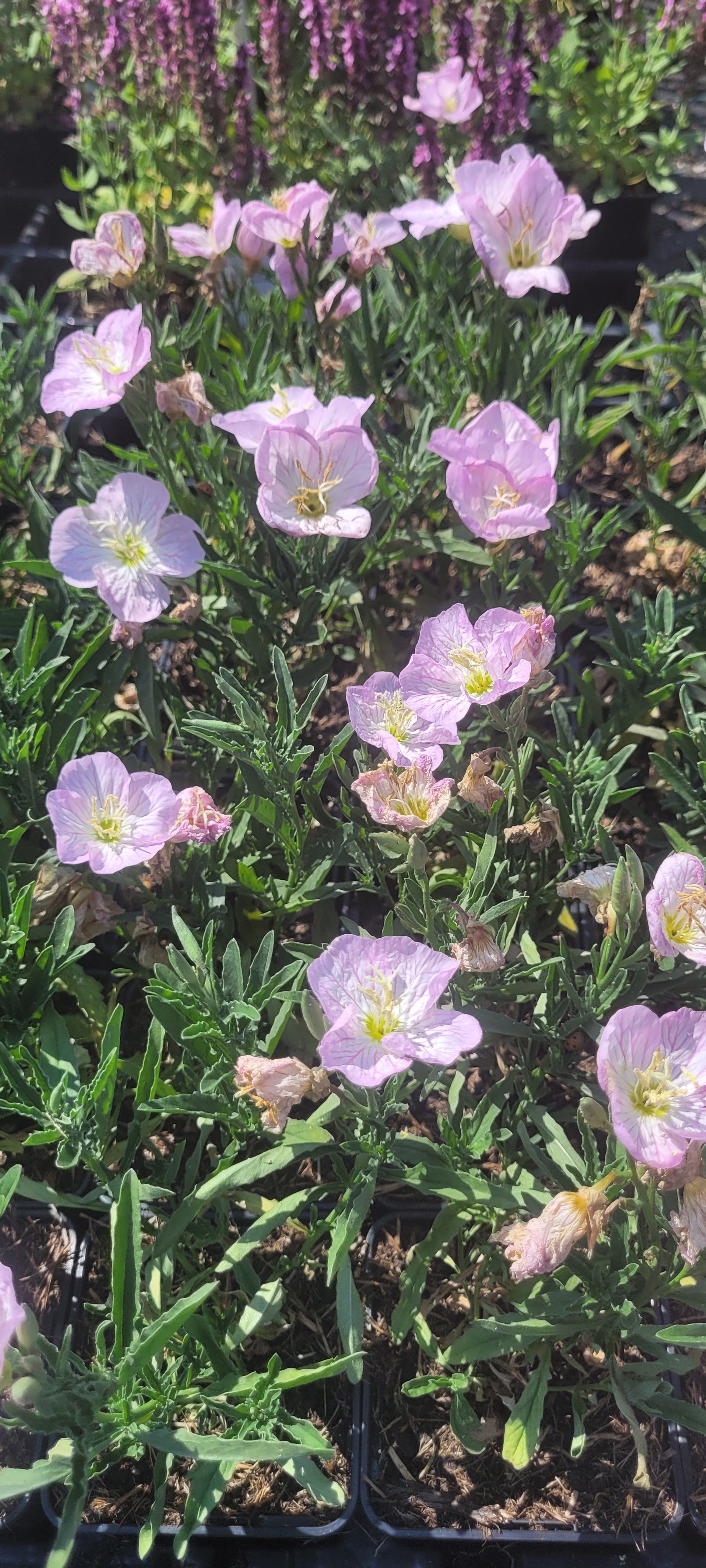 Pupalka nádherná 'Siskiyou Pink'