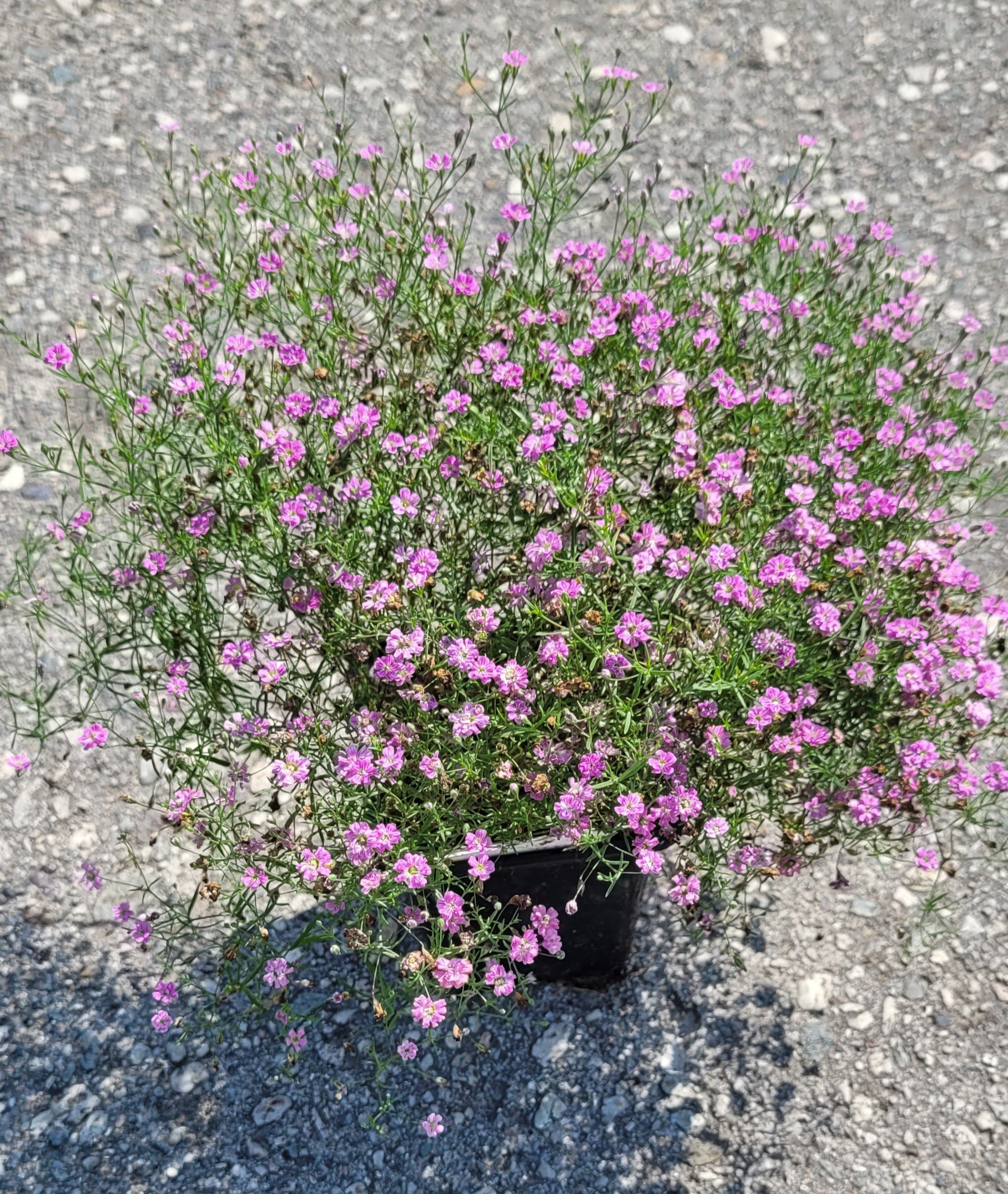 Šater zední 'Gypsy Deep Rose'