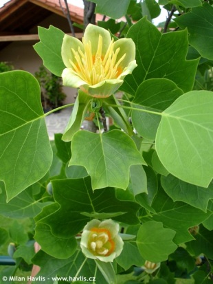 Liriodendron tulipifera ´Fastigiatum´