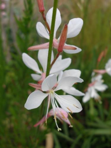 Svíčkovec, gaura lindheimerova "Whirling Butterflies"