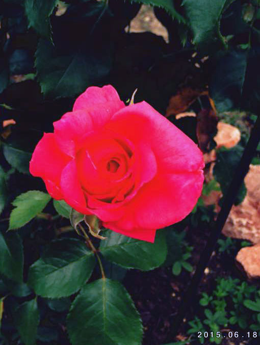 růže ´FREUDE´