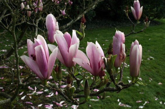 Magnolia ´Heaven Scent´