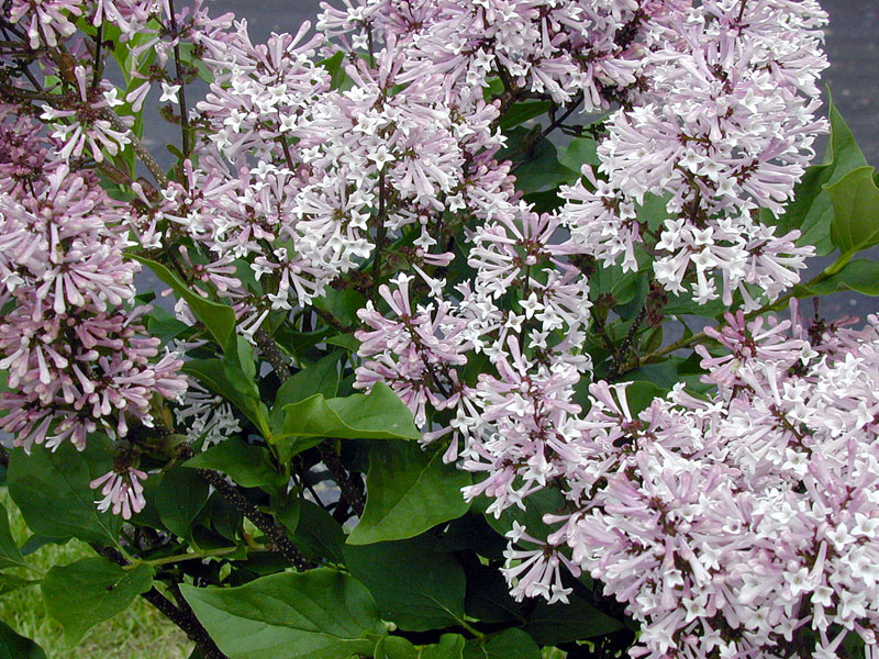 Syringa patula ´Miss Kim´