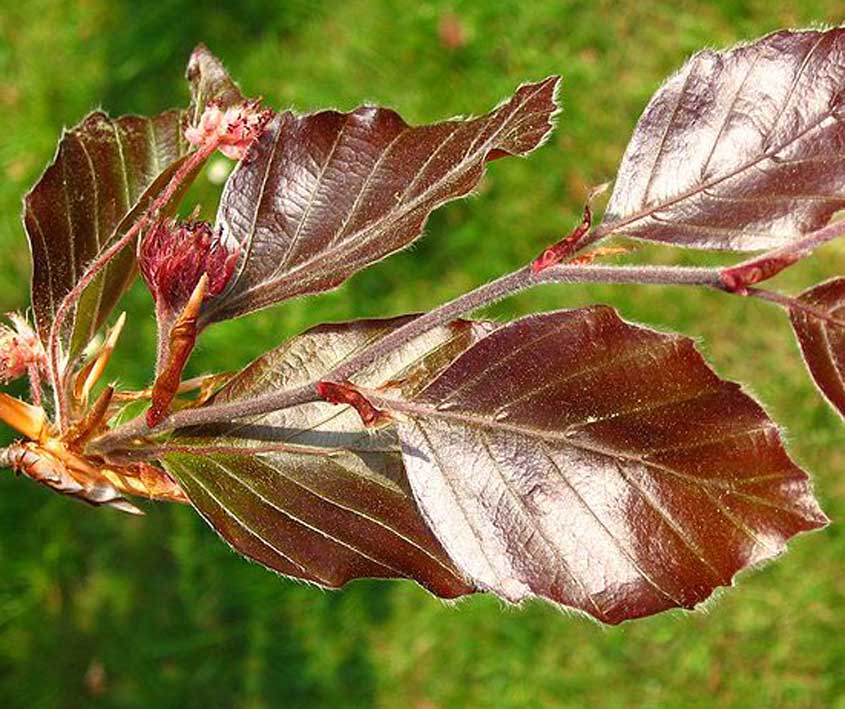 Buk lesní ´Purpurea Pendula´