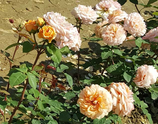 růže anglická jantarová