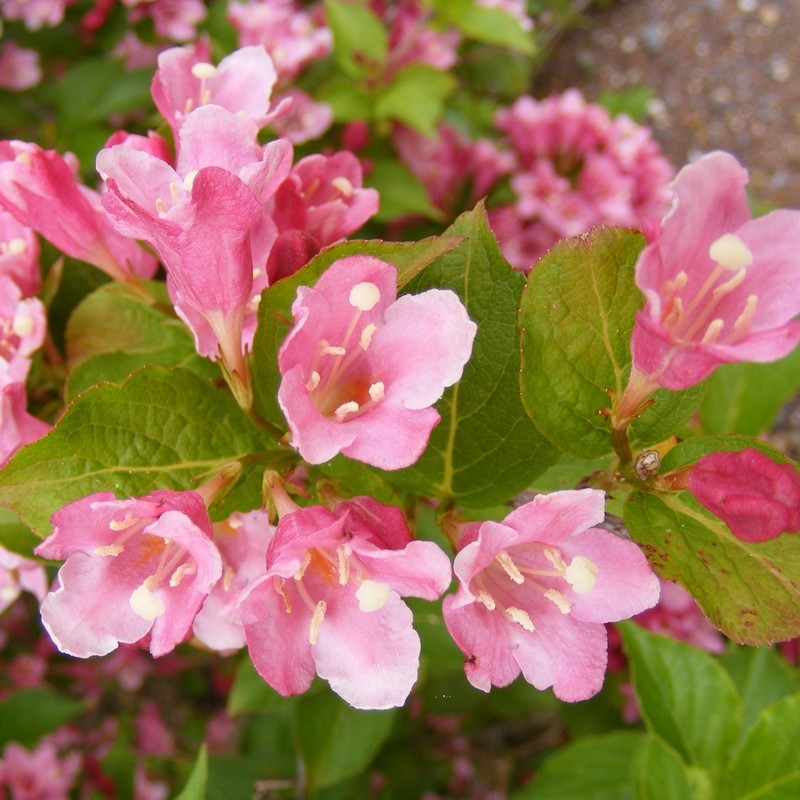 Vajgélie ´Pink Princess´
