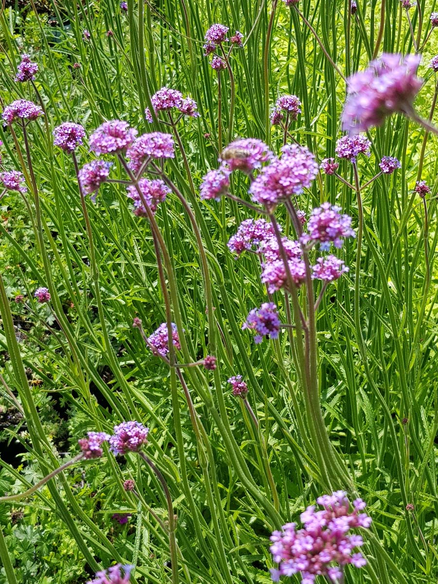 Sporýš argentinský, verbena "LOLIPOP" 