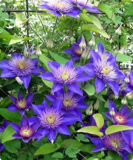 Clematis ´MULTI BLUE´
