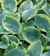 Hosta, bohyška, funkie ´Aureomarginata´