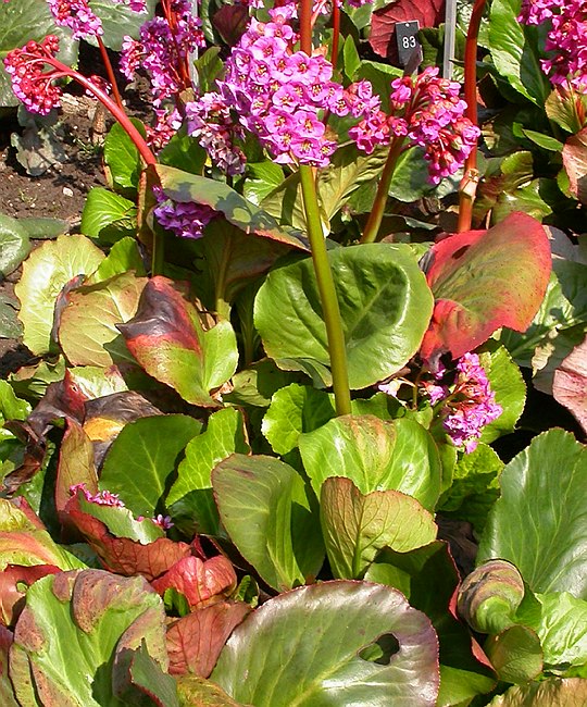 Bergenie srdčitá ´Rose´