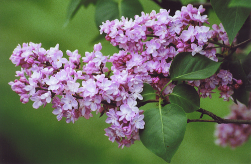 Syringa vulgaris ´Belle de Nancy´
