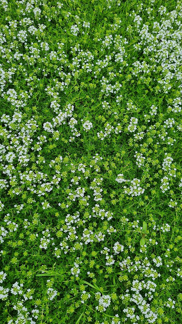 Mateřídouška časná ´Albiflorus´