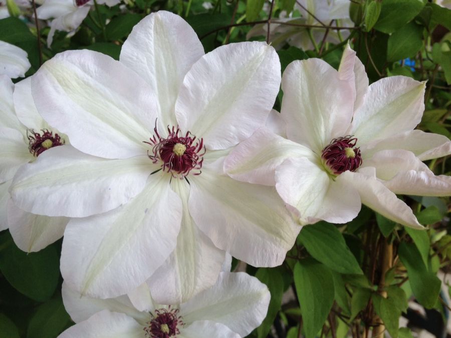 Clematis ´Miss BATEMAN´