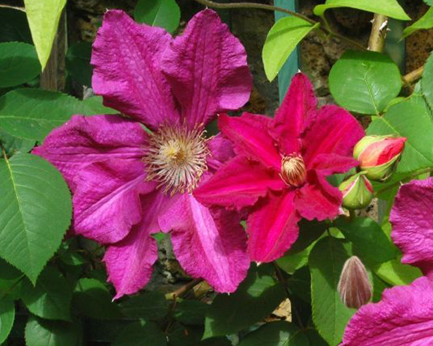 Clematis ´ERNEST MARKHAM´