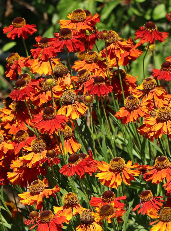 Záplevák  'Helena Red Shades'
