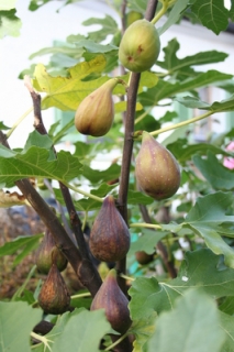 fík - fikovník ´BROWN TURKEY´