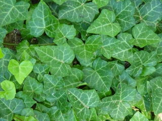 Břečťan popínavý 