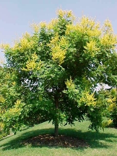 Svitel latnatý 