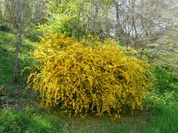 Zákula japonská "Pleniflora"