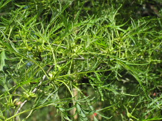 Olše lepkavá ´Imperialis´